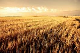 Fototapeta rolnictwo pejzaż niebo pszenica lato