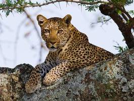 Plakat natura kot drzewa safari zwierzę