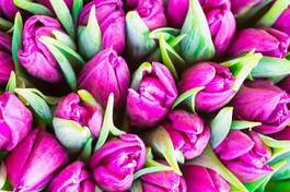 Plakat tulipan ogród świeży