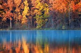 Fotoroleta trawa jesień piękny spokojny drzewa