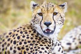 Fototapeta gepard portret afryka wiejski park