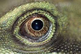 Fotoroleta natura gad zwierzę oko