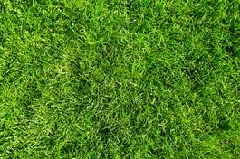 Naklejka zielona trawa