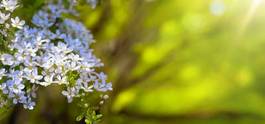 Fotoroleta kwiat drzewa las