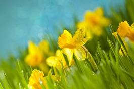 Fototapeta narcyz łąka trawa kwiat roślina