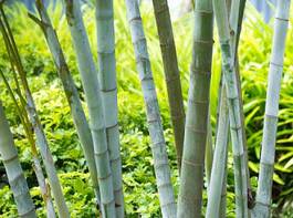 Fotoroleta bambus tropikalny natura roślina