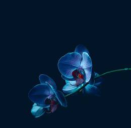 Fotoroleta ogród natura bukiet kwiat storczyk