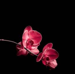 Naklejka storczyk roślina bukiet fiołek kwitnący