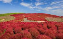 Plakat trawa japonia pejzaż niebo roślina