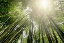 Naklejka słońce natura bambus świeżość płatki