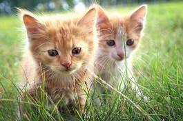 Fototapeta dwa biało rude kociaki w trawie