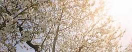 Naklejka wiśnia kwiat park japoński panorama