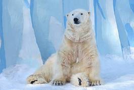 Fototapeta zwierzę północ niedźwiedź śnieg