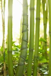 Naklejka roślinność las stajnia drzewa bambus
