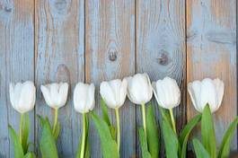 Plakat miłość tulipan holandia natura stary