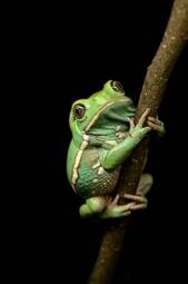 Fotoroleta natura żaba płaz zwierzę
