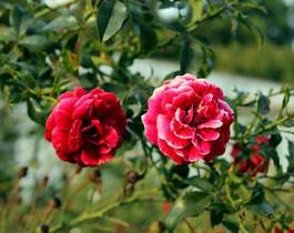 Obraz na płótnie kwiat krzew natura miłość rozarium