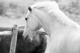 Plakat fauna koń zwierzę język zagroda
