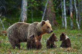 Fotoroleta niedźwiedź park lato las ssak
