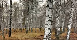 Fototapeta drzewa las pejzaż brzoza