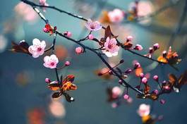 Obraz na płótnie pąk kwitnący japonia świeży orientalne