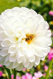 Fotoroleta kwiat ładny świeży pąk