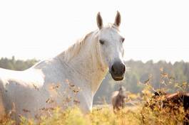 Naklejka koń zwierzę natura wieś ssak