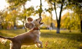 Fototapeta szczęśliwy pies w parku