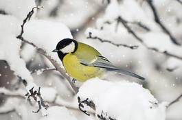 Fotoroleta fauna zwierzę ptak natura