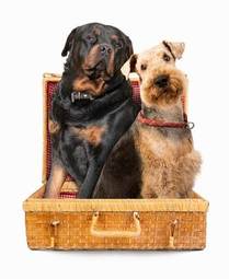 Naklejka psy w walizce