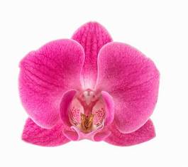 Fototapeta kwiat storczyk piękny tropikalny świeży