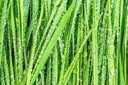 Obraz na płótnie wilgotny ogród pszenica trawa świeży