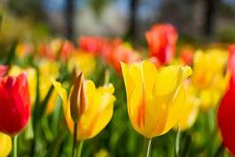 Plakat ogród świeży kwiat tulipan pole