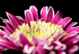Fototapeta roślina wzór dalia piękny kwiat