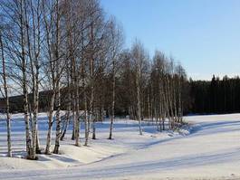 Fototapeta śnieg skandynawia brzoza las