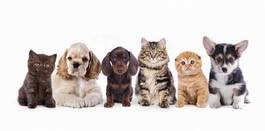 Plakat grupa szczeniaczków z kociakami