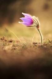 Fotoroleta węgry łąka kwiat piękny