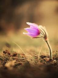 Fotoroleta węgry kwiat trawa roślina