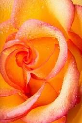 Naklejka lato miłość rosa roślina piękny