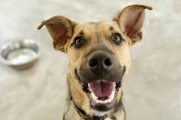 Fotoroleta szczęśliwy pies i miska
