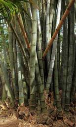 Naklejka bambus las roślina zielony