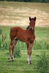 Fotoroleta piękny ładny koń ranczo