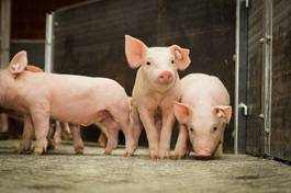 Obraz na płótnie ładny rolnictwo nowoczesny portret świnia