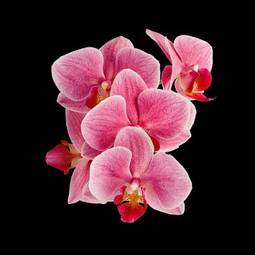 Naklejka natura orhidea kwitnący egzotyczny storczyk