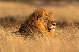 Obraz na płótnie lew na sawannie