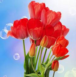 Naklejka obraz tulipan kwiat pąk ogród