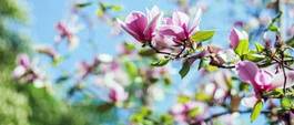 Fotoroleta kwitnący magnolia świeży natura ogród