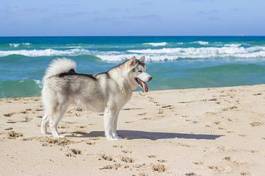 Naklejka eskimoski dog na plaży