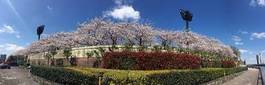 Fototapeta tokio roślina japonia sakura wesoły