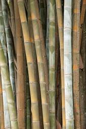 Obraz na płótnie bambus azjatycki roślina łodyga